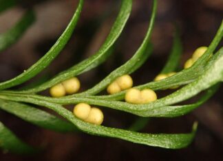 Вчені кажуть: Геном