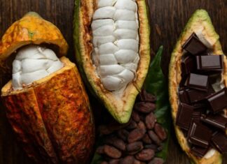 Як мікробіом какао-бобів визначає найкращі смакові якості шоколаду