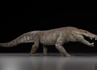 В Аргентині виявлені скам’янілості хижака, схожого на крокодила, віком 70 мільйонів років