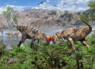 У Монголії виявлено новий вид куполоподібного пахіцефалозавра