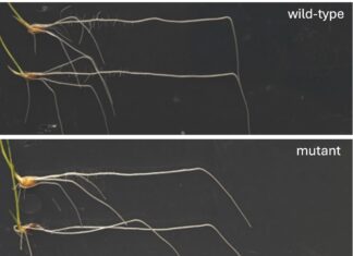 Як гормон рослини допомагає корінням зігнутись і рости до тяжкості