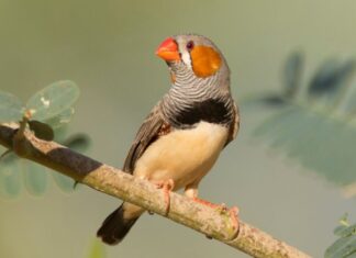 Чому птахи нетерпляче співають на світанку: нове дослідження вказує на «нетерпіння до ранку»