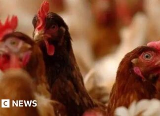 Загроза пташиного грипу: фермерам радять підготуватися до найгіршого сценарію