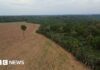 La forêt amazonienne est en danger alors que l’interdiction clé de la déforestation risque de s’effondrer