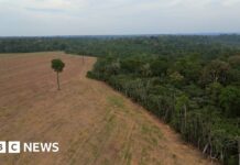 La forêt amazonienne est en danger alors que l’interdiction clé de la déforestation risque de s’effondrer