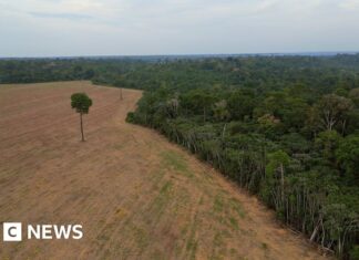 Амазонські тропічні ліси під загрозою: основна заборона на вирубку лісів може бути скасована