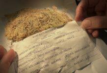 Маленькі підказки, великі відповіді: як мохи допомагають розкривати злочини