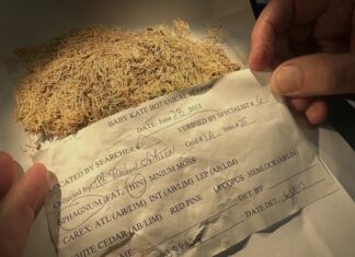 Маленькі підказки, великі відповіді: як мохи допомагають розкривати злочини