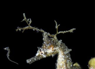 Вагітність самця: глибоке занурення з морськими кониками