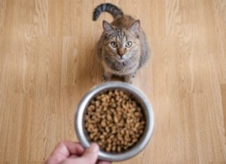 Коти нявкають, щоб привернути увагу чоловіків, результати дослідження