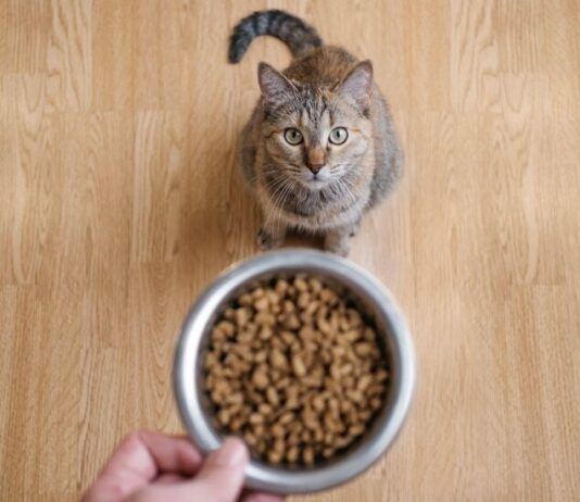 Коти нявкають, щоб привернути увагу чоловіків, результати дослідження