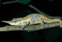 Deux nouvelles espèces de caméléons découvertes à Madagascar, dont le caméléon « Pinocchio »