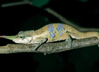 Два нових види хамелеонів, виявлені на Мадагаскарі, включно з хамелеоном Піноккіо