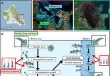 Стародавні гавайські рибні ставки сприяють стійкості до клімату