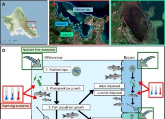 Стародавні гавайські рибні ставки сприяють стійкості до клімату