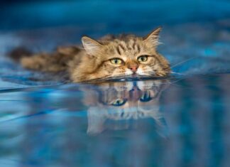 Коти подолали свій страх перед водою для ефективної акватерапії