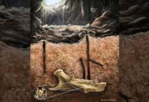 Стародавні бджоли гніздилися в кістках гризунів протягом тисяч років