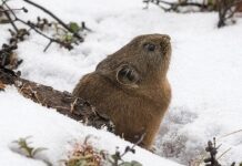 Прихований світ під снігом: загроза зміни клімату