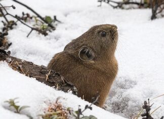 Прихований світ під снігом: загроза зміни клімату