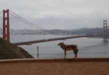 Койот доплив до Алькатраса унікальним переходом