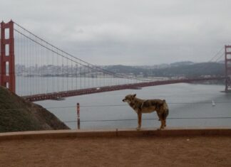 Койот доплив до Алькатраса унікальним переходом