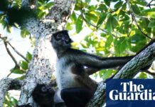 Мавпи-павуки демонструють колективний розум, знаходячи їжу