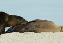Галапагоські морські леви кидають виклик біологічним нормам за допомогою тривалого догляду