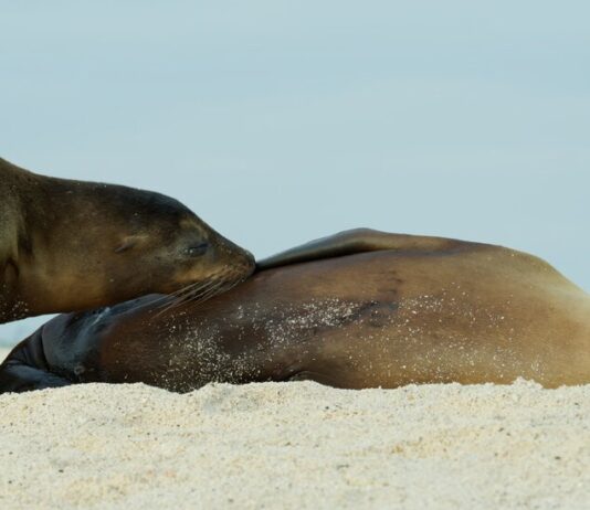 Галапагоські морські леви кидають виклик біологічним нормам за допомогою тривалого догляду