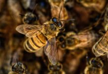 Вразливі бджоли зберігають вулик у холоді: гіпотеза про «слабку робітницю» підтверджена