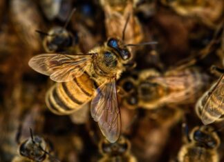 Вразливі бджоли зберігають вулик у холоді: гіпотеза про «слабку робітницю» підтверджена