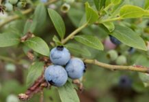 Дика чорниця: природний стимул для здоров’я серця та метаболізму