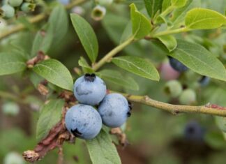 Дика чорниця: природний стимул для здоров’я серця та метаболізму