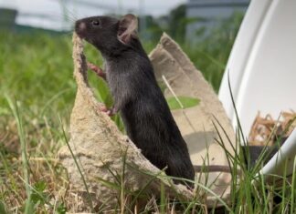 Лабораторним мишам потрібні «вправи на свіжому повітрі», щоб зменшити занепокоєння, підкреслюючи недоліки дослідження