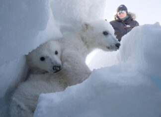 Білі ведмеді процвітають… Поки що: неочікуване збільшення ваги на тлі швидкого потепління в Арктиці