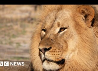 ДНК Лева Звинуватила Браконьєрів у Знаковій Справі про Злочини проти Дикої Природи