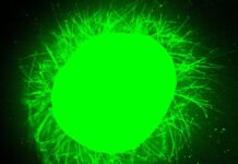 Percée dans la réparation de la moelle épinière : des tissus humains cultivés en laboratoire montrent une régénération après une blessure