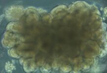 Вирощена в Лабораторії Тканина Мозку Навчається Вирішувати Інженерні Завдання