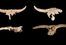 Неандертальці Збирали Черепа в Іспанській Печері, Мета Залишається Невідомою