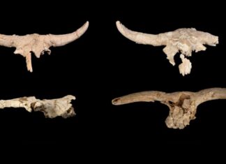 Неандертальці Збирали Черепа в Іспанській Печері, Мета Залишається Невідомою