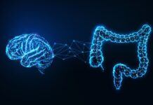 Зв’язок між кишечником та мозком: багатообіцяючий рубіж у когнітивному здоров’ї