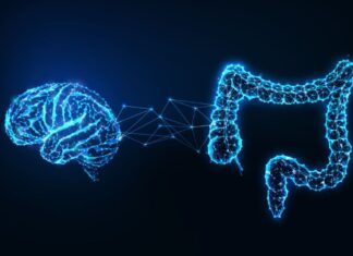 Зв’язок між кишечником та мозком: багатообіцяючий рубіж у когнітивному здоров’ї