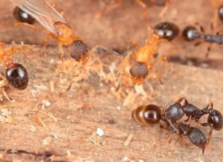 Паразитичний Вид Муравйов Існує Тільки в Образі Маток, що клонують