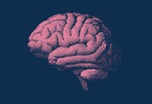 Дієта MIND Пов’язана з уповільненням старіння мозку на 2,5 року, виявило нове дослідження