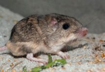 Миша, яка перебуває під загрозою зникнення, може потребувати допомоги, щоб адаптуватися до зміни клімату