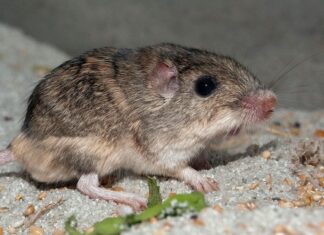 Миша, яка перебуває під загрозою зникнення, може потребувати допомоги, щоб адаптуватися до зміни клімату