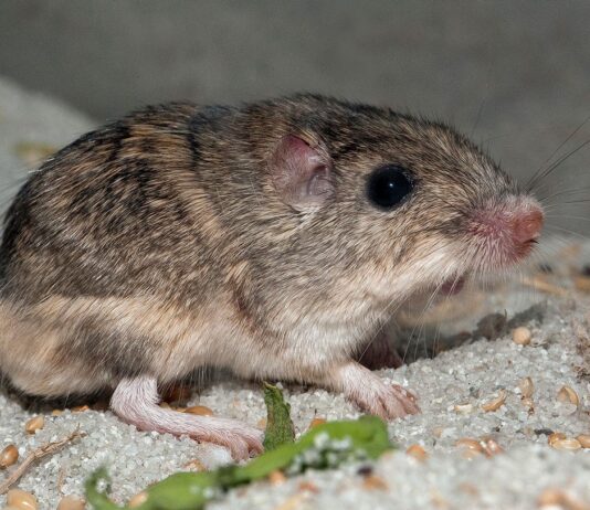 Миша, яка перебуває під загрозою зникнення, може потребувати допомоги, щоб адаптуватися до зміни клімату