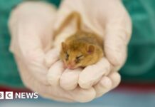 Trasparenza e scienza: lo zoo di Londra inaugura un ospedale veterinario da 20 milioni di sterline