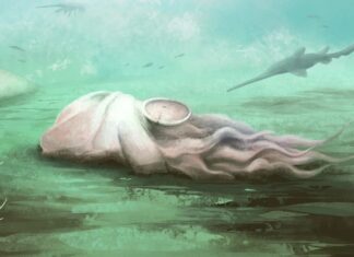 Велика криза ідентичності головоногих: чому «найдавніший восьминіг» у світі виявився помилкою