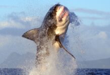 Air Jaws 2026: Як подивитися новий документальний фільм Discovery про акул-білих