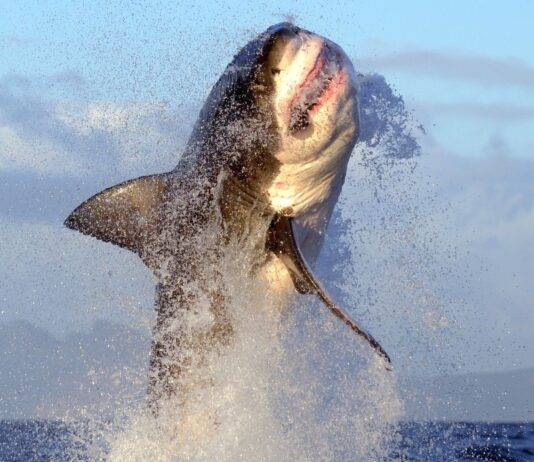 Air Jaws 2026: hoe je de nieuwe Great White Shark-documentaire van Discovery kunt streamen